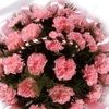 dshree79